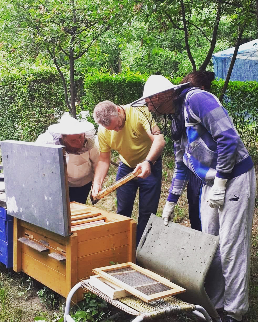 Közös munka a méhészetben