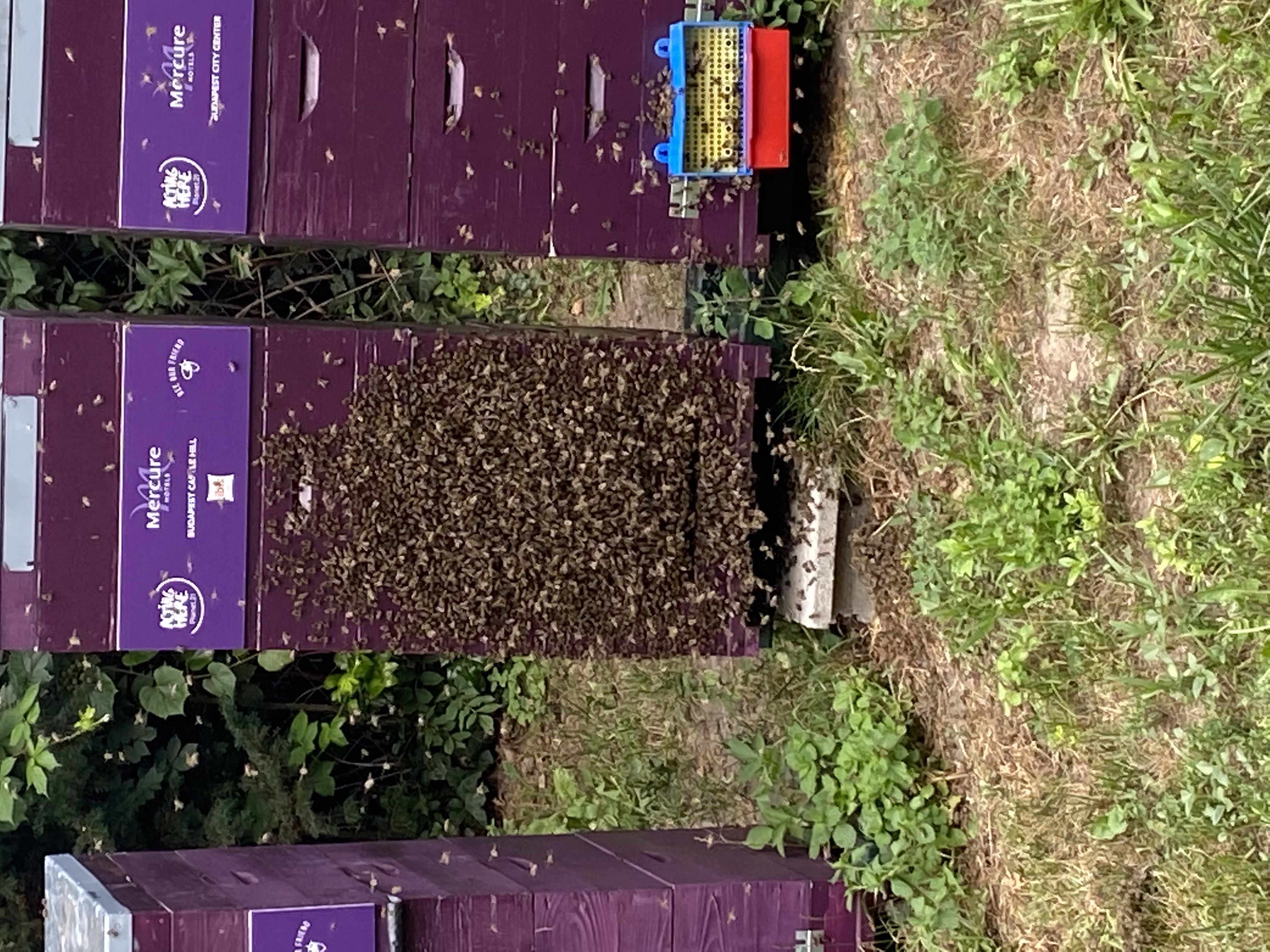 Méhcsalád gondozása